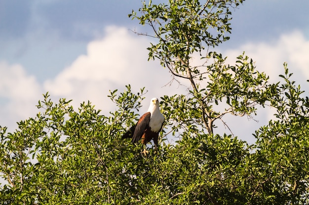 Орел рыбы на дереве. серенгети, берега реки грумети. африка