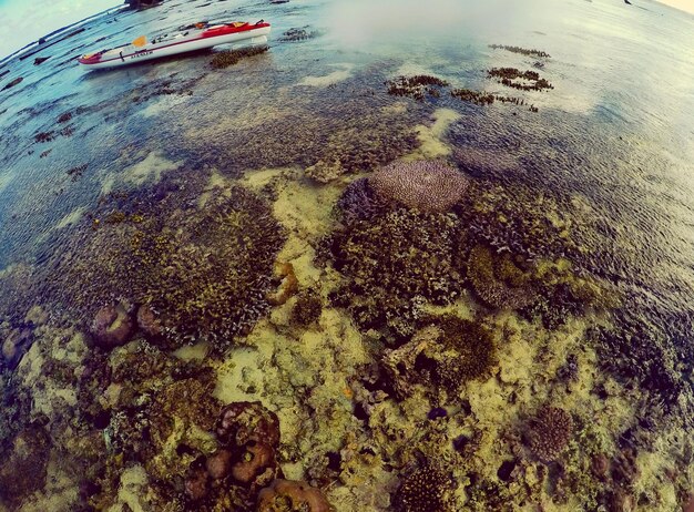 Foto lenti d'occhio di pesce della barriera corallina