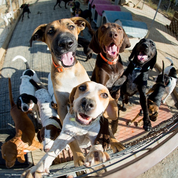 Photo fish-eye lens shot of dogs rearing up on fence