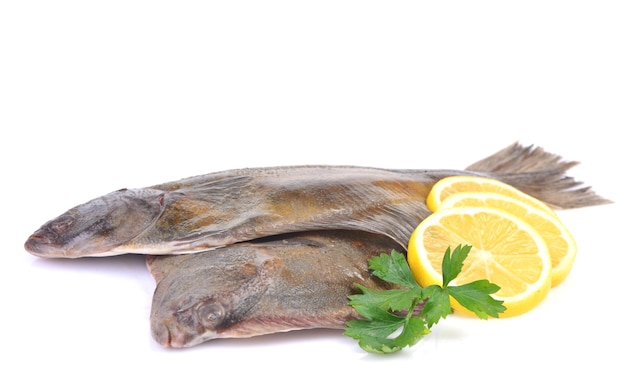 Fish flounder on white background with lemon