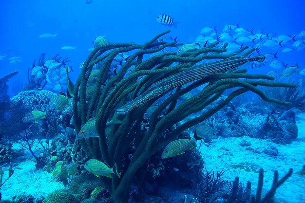 Fish flute underwater view, tropical sea underwater coral reef landscape