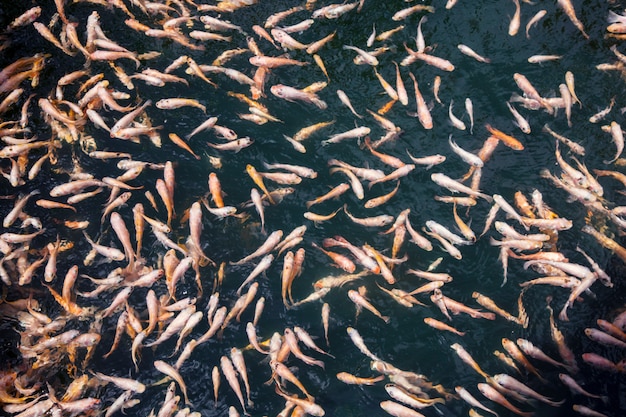 Fish for Foot Therapy Carp Swimming in The Pond.