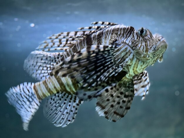 写真 海の魚