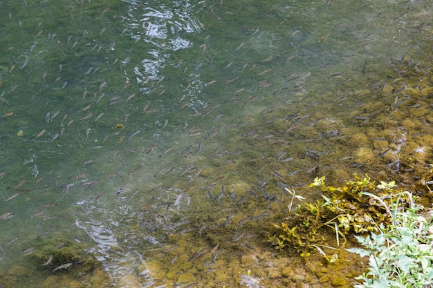 Fish fry in the pond