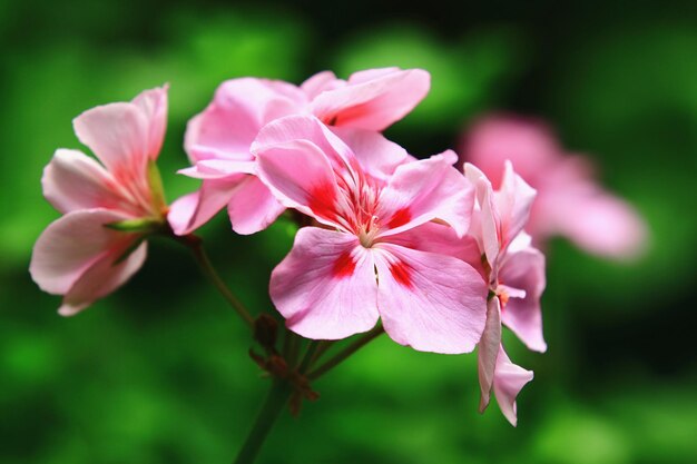 Fish geranium or zonal geranium or house geranium or horseshoe geranium flowers blooming in garden