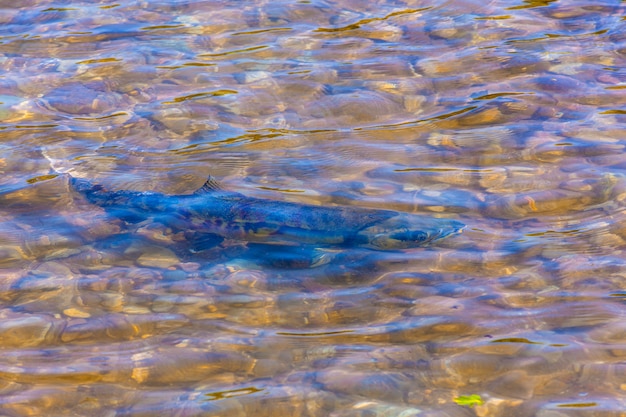 川で産卵する魚