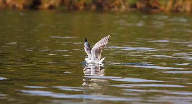 Fish! The gull on the water. Naivasha lake, Kenya