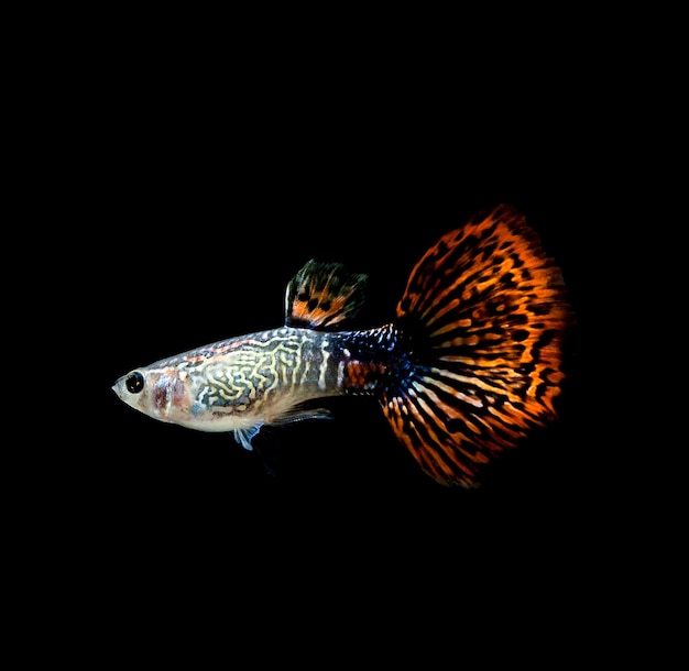 Fish guppy pet isolated on black background