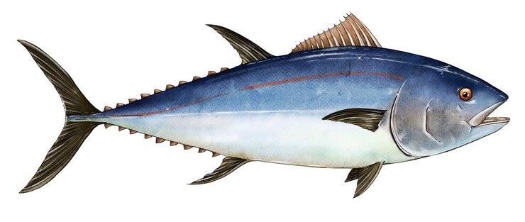Рыба, нарисованная акварелью и тушью Вкусные морепродукты Идеально подходит для меню ресторана или этикетки продукта