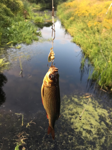 Foto pesci appesi in un lago