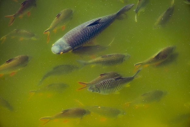 Fish herd in Chiang Mai zoo. in Pond zone Aquarium