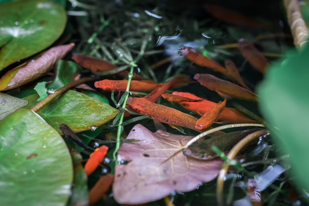 Foto mandria di pesci orange