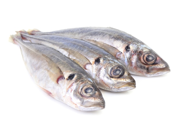 Photo fish horse mackerel