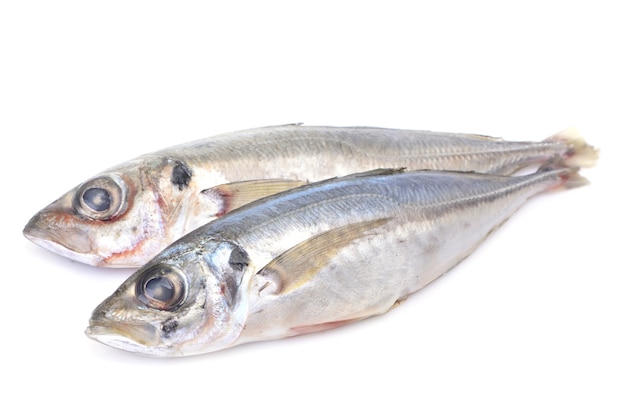 Fish horse mackerel