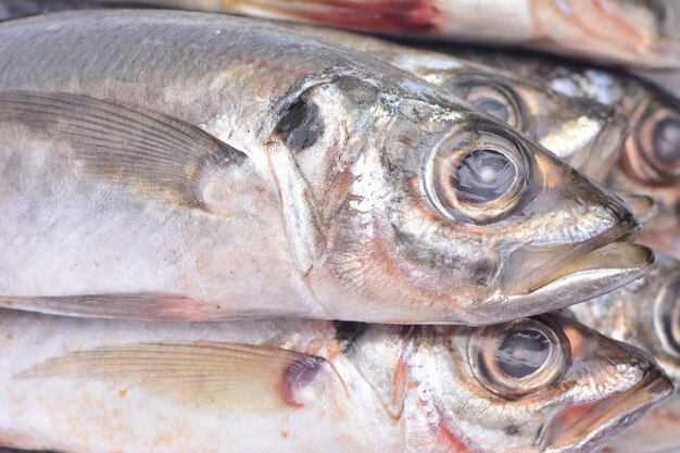 Fish horse mackerel