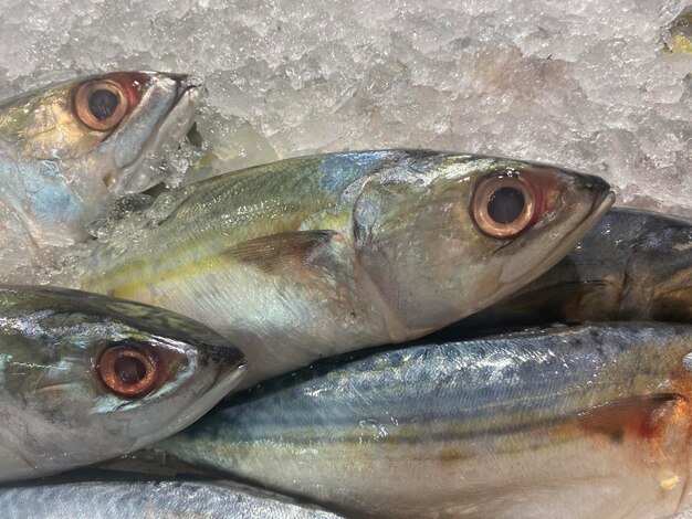 Photo fish on ice at the fish market