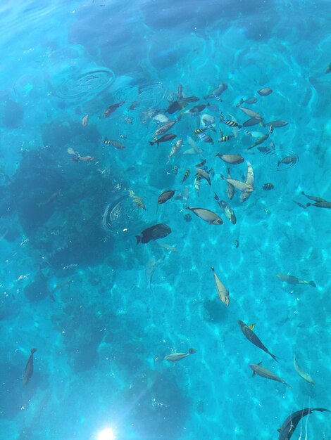 写真 青い水の中の魚