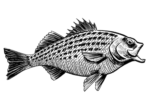 Photo fish ink black and white drawing