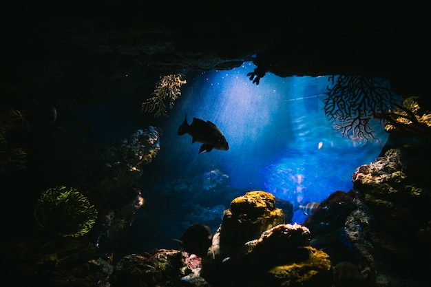 Fish inside an aquarium