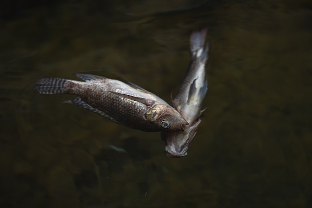 水による魚の大量死農薬や除草剤の環境への汚染の影響