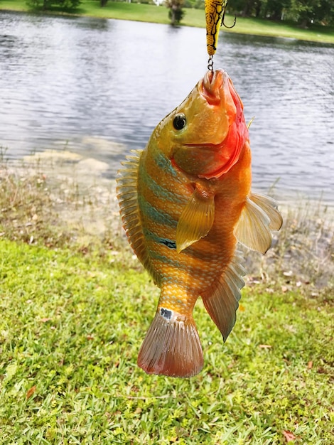 Foto pesci in un lago