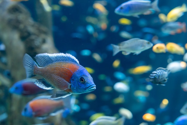 Рыбы и пейзаж в аквариуме