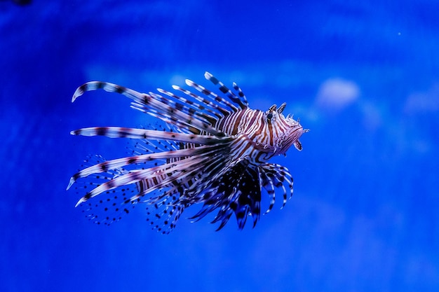 Pesce leone zebra pterois volitans