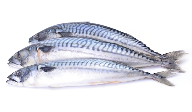 Fish mackerel