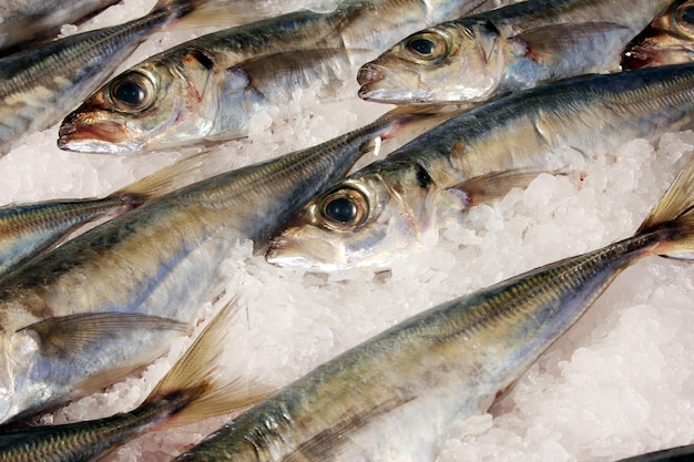 fish on the market counter