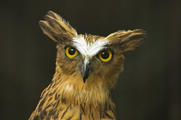 Fish owls in the cage are looking,
Fish owls are a type of bird belonging to the family of owls with