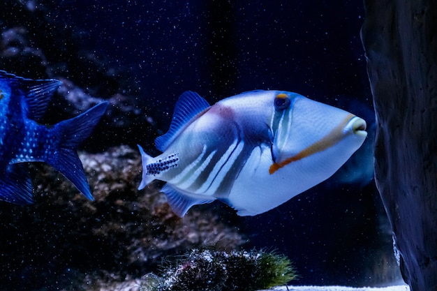 魚に塗られたモンガラカワハギRhinecanthusaculeatus
