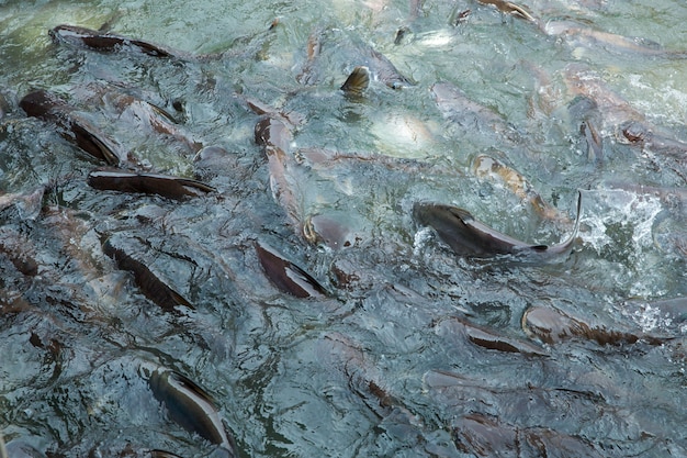 Fish Pangasius group eating food