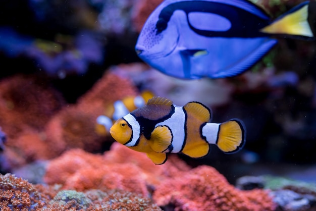 Photo fish paracanthurus hepatus blue tang amphiprion percula  red sea fish in home coral reef aquarium