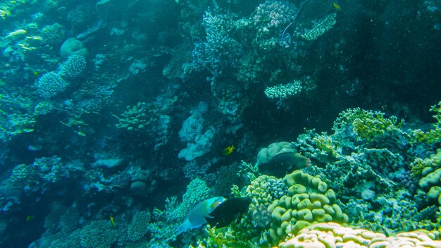 魚のオウムとサンゴ礁