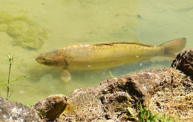 池の中の魚が水の中を泳いでいます。