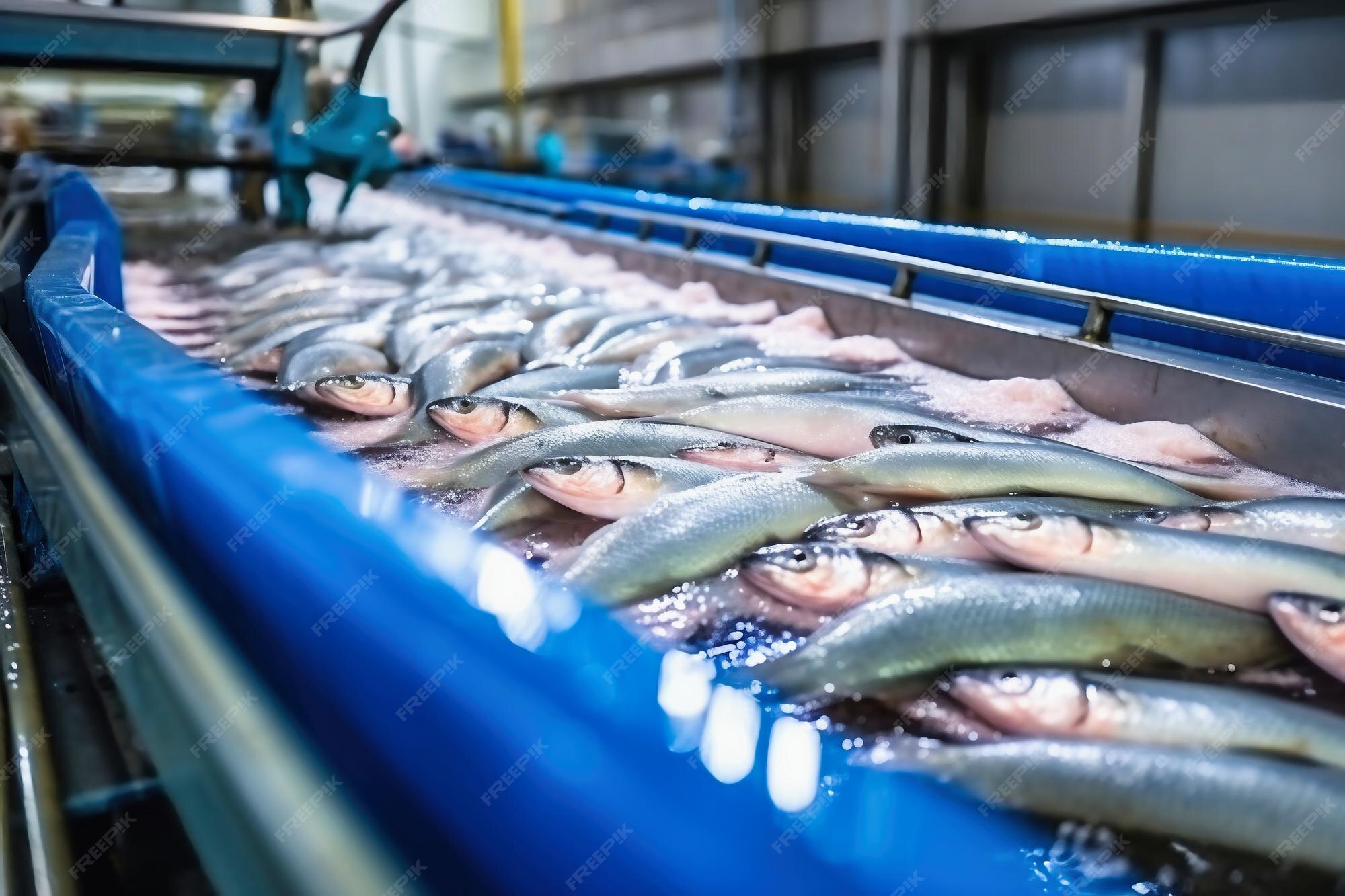 Premium AI Image Fish processing plant Production Line Raw sea fish