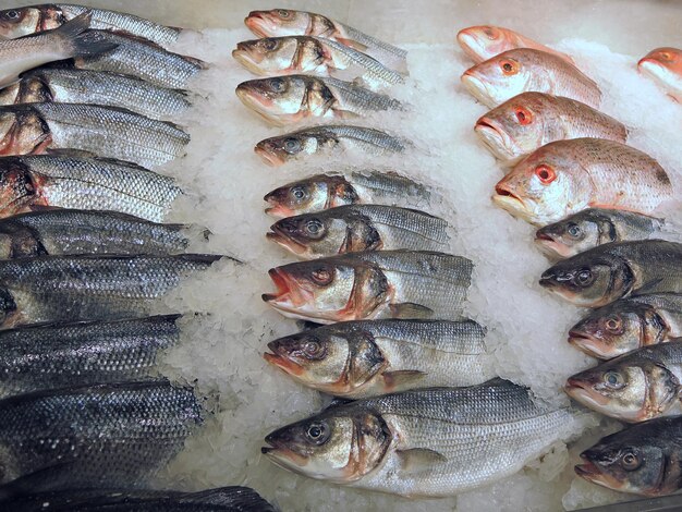 Photo fish for sale in market