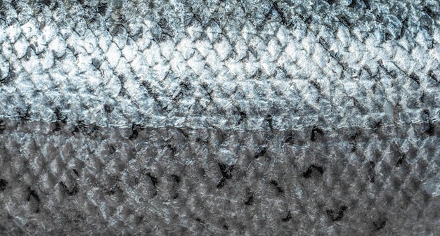 Fish scales background close up scales of Freshly caught North Atlantic salmon Salmon fish scale top view