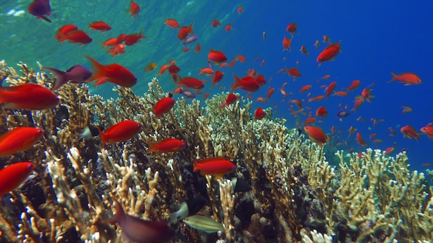 魚 - シーゴールディ。紅海で最も一般的なアンティアス。