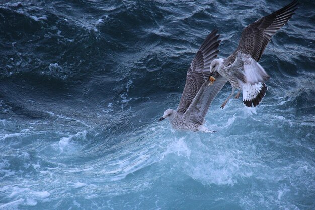 Foto pesci in mare