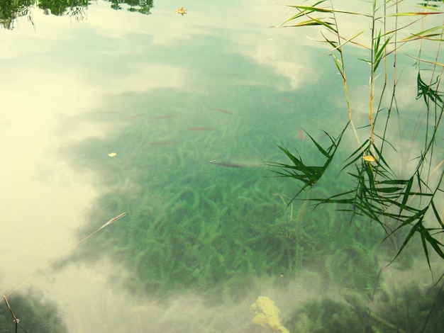 池の魚と海藻