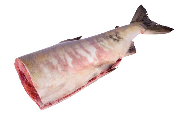 Рыба сибирский лосось разрезана без головы на белом фоне