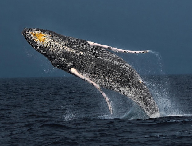 fish splashing in sea against sky
