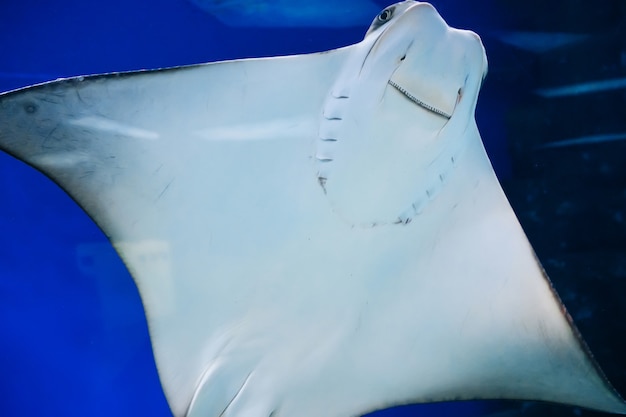 Photo fish stingray swims against the glass of the aquarium and smiles