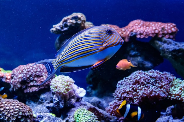 Photo fish striped surgeon acanthurus lineatus