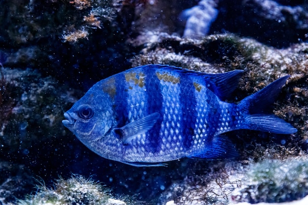 물고기 외과 의사 얼룩말 Acanthurus triostegu