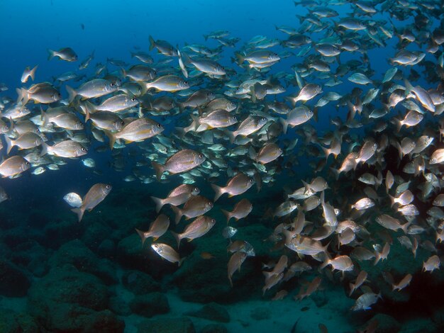 Foto uno sciame di pesci che nuota in mare