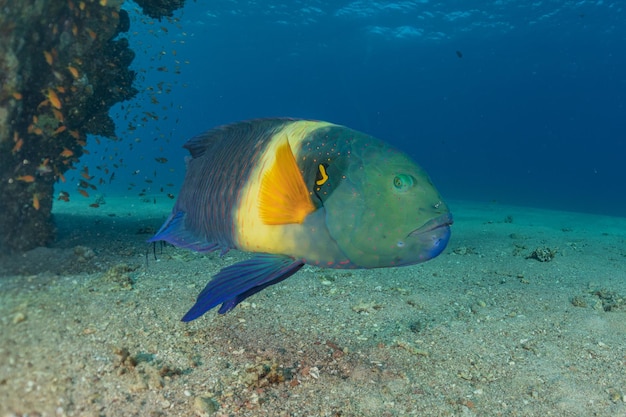 Fish swim in the red sea colorful fish eilat israel