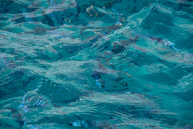 Fish swim in the sea in Sardinia under the transparent water of sea