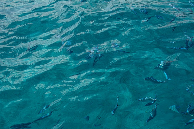 Fish swim in the sea in Sardinia under the transparent water of sea